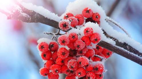 Winter Inspiration for Garden & Home!